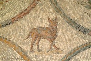 Antik Roma'da "Kedi" Neden Önemliydi? 10