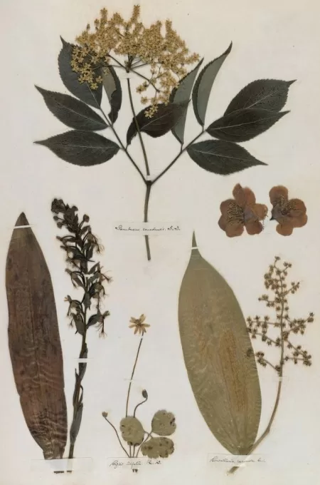 emily dickinson herbarium - Söylenti Dergi emily dickinson herbarium