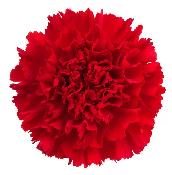 Renklerin Etimolojisi: Aşkın Rengi Kırmızı 10