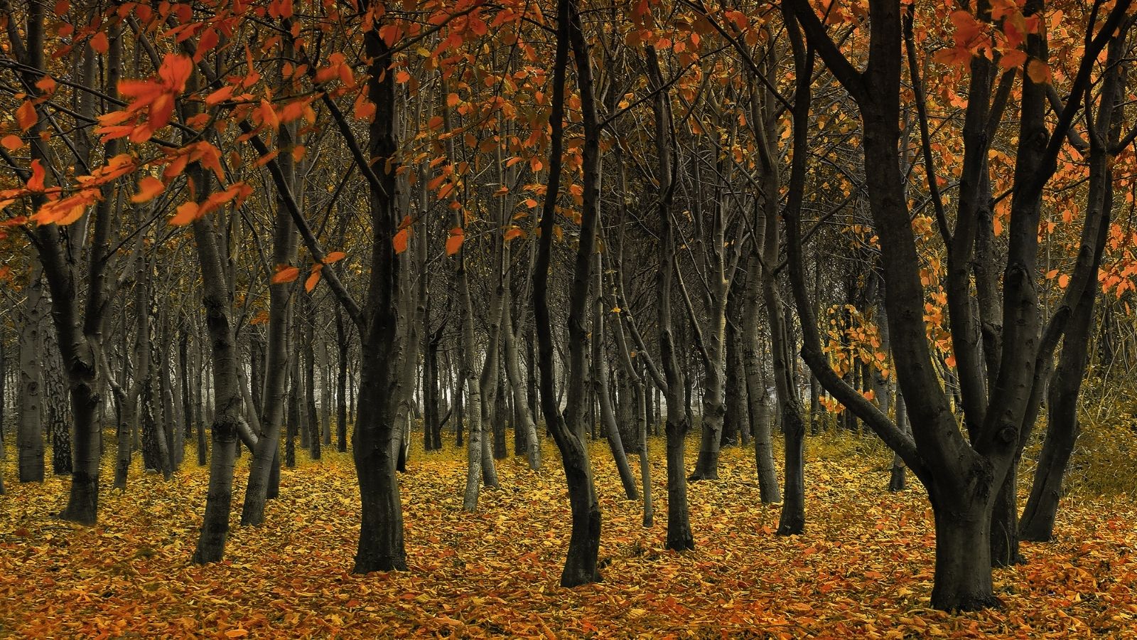 Sonbaharın Tonları: 2025'in Öne Çıkan Renkleri 12