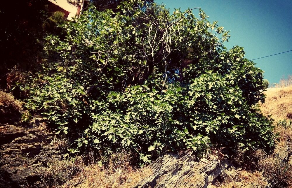 Marmara Adası, Kayayı Delen İncir