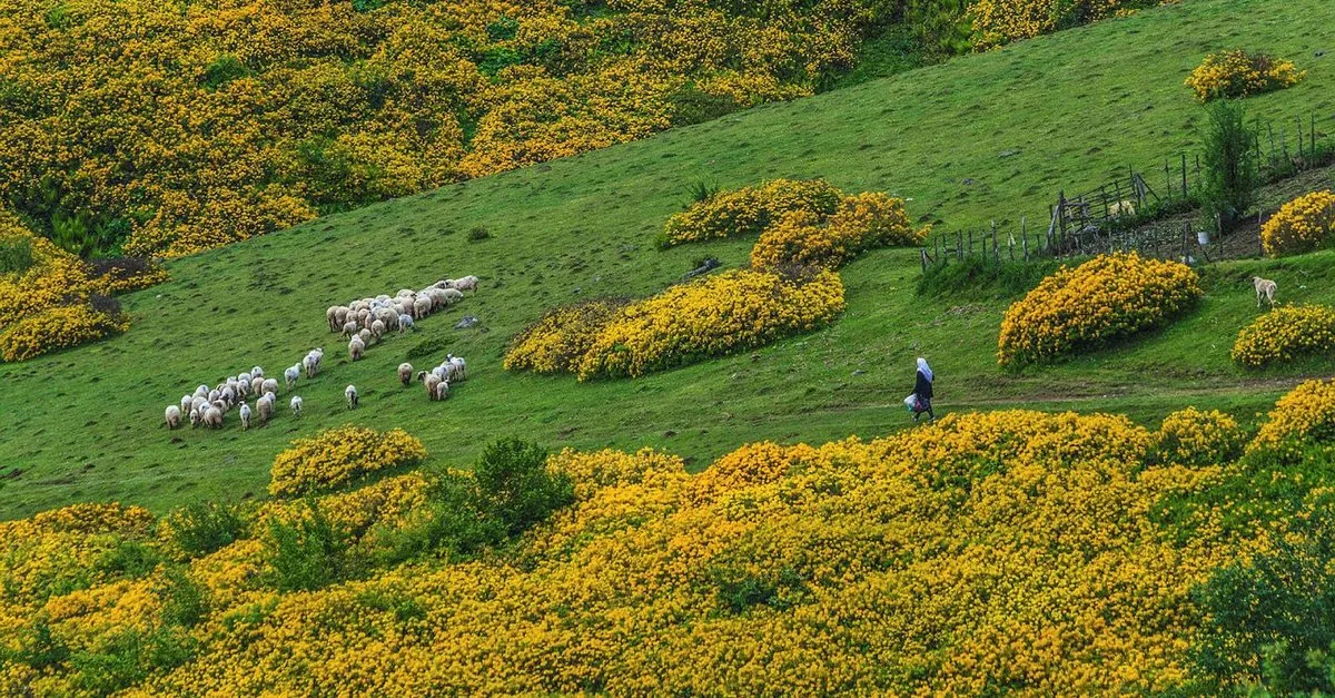 Karadeniz'de Sonbahar: Doğasına Hayran Kalacağınız 7 Yayla 14
